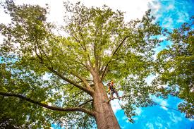 Best Leaf Removal  in Saint John Fisher College, NY