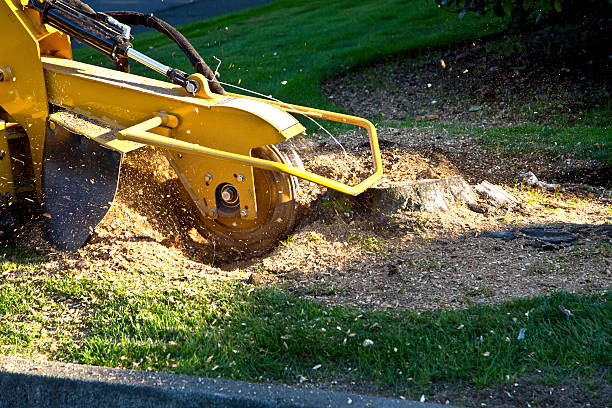 Best Tree Mulching  in Saint John Fisher College, NY